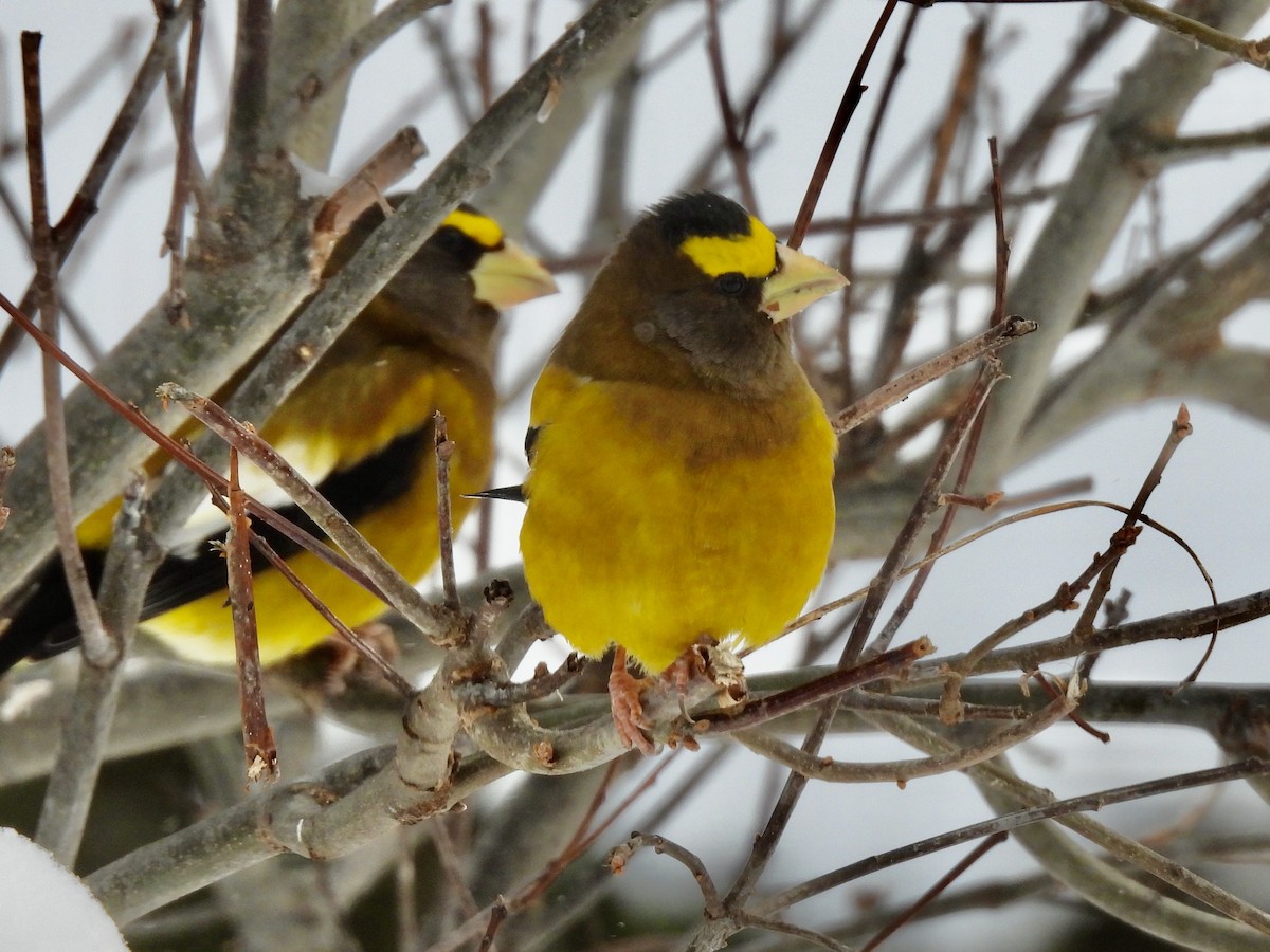 Evening Grosbeak - ML647569933