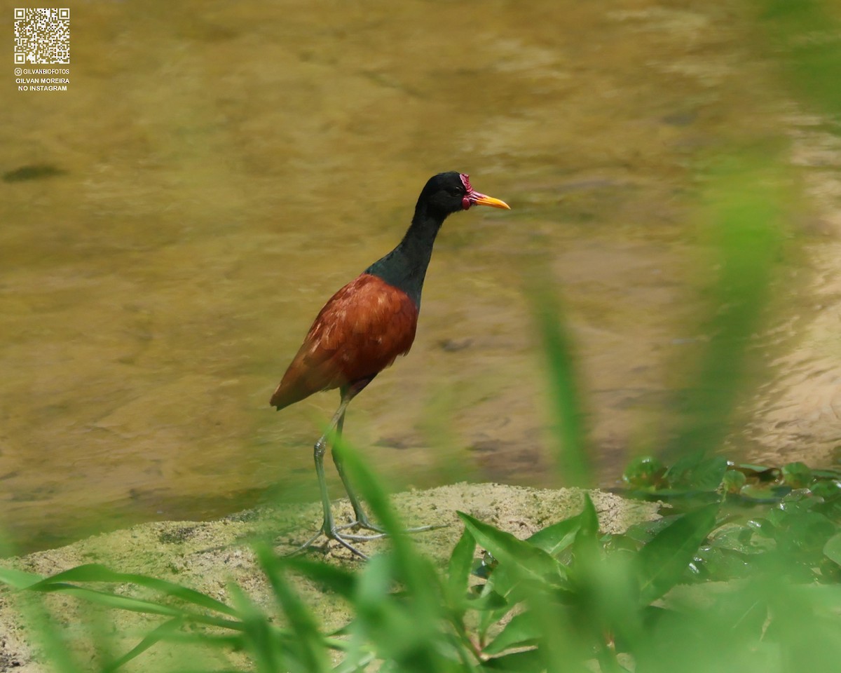 Wattled Jacana - ML647569934