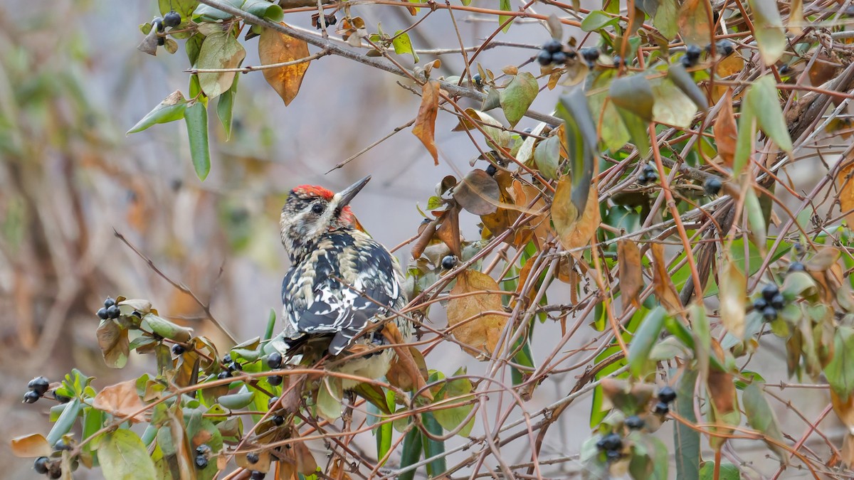 Yellow-bellied Sapsucker - ML647569935