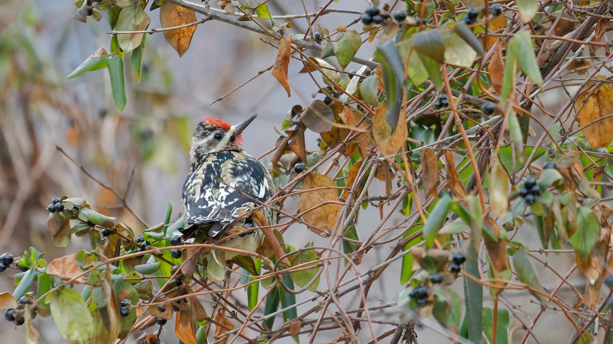 Yellow-bellied Sapsucker - ML647569936