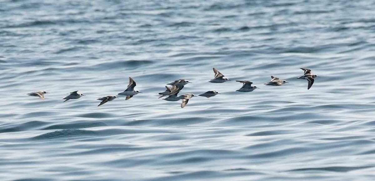 Red-necked Phalarope - ML647569937