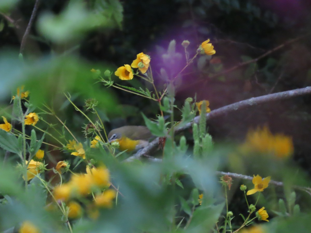 Yellow-breasted Chat - ML647569938