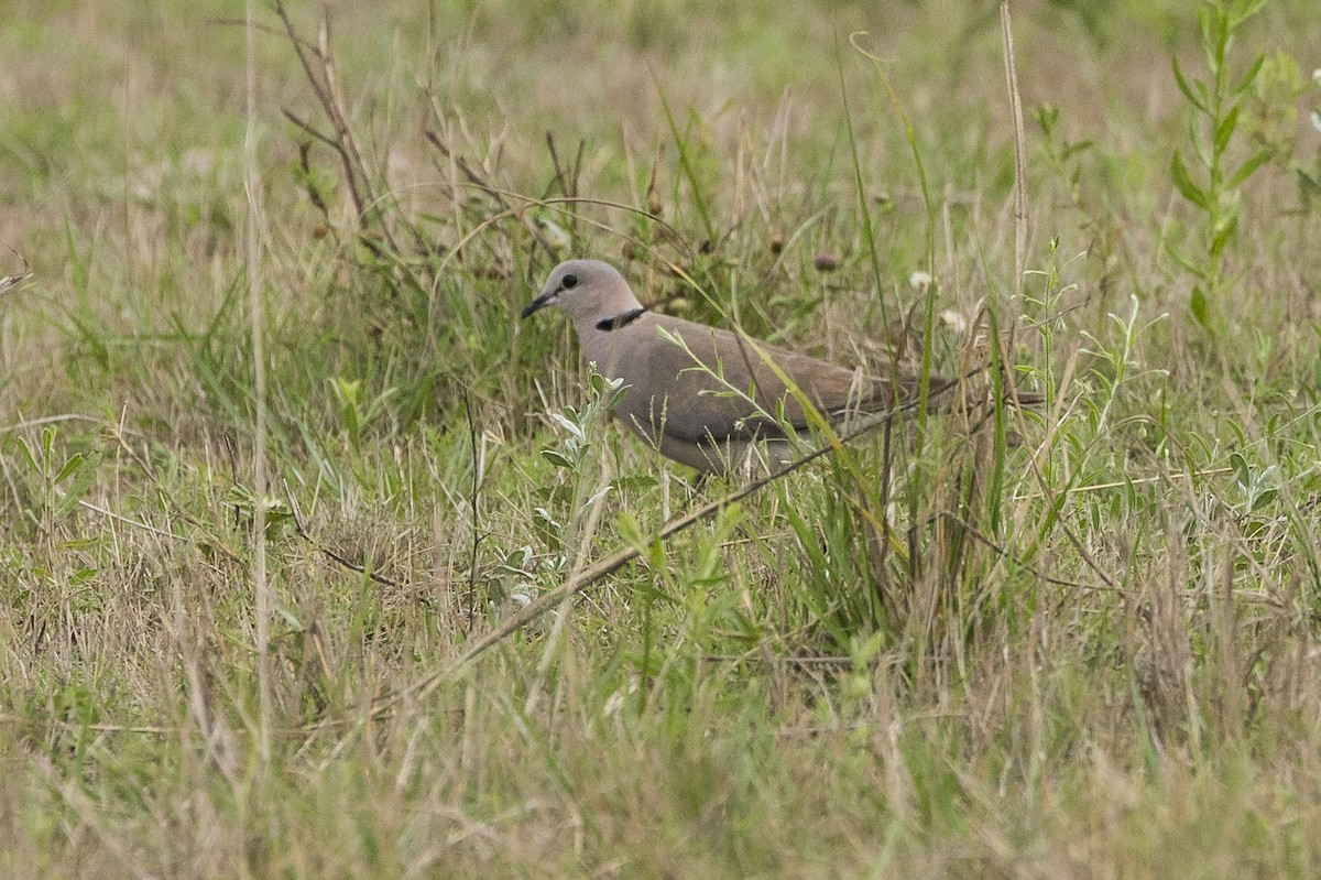 Ring-necked Dove - ML647569939