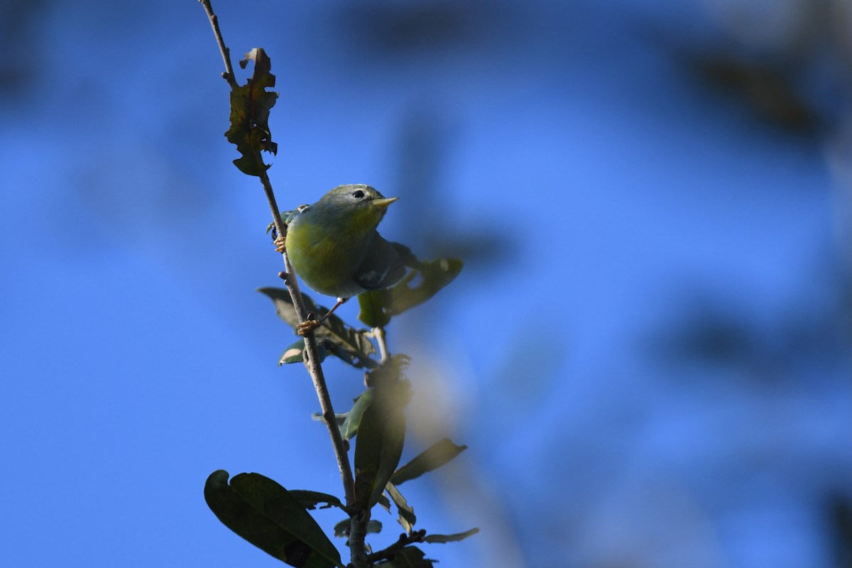 Northern Parula - ML647569940