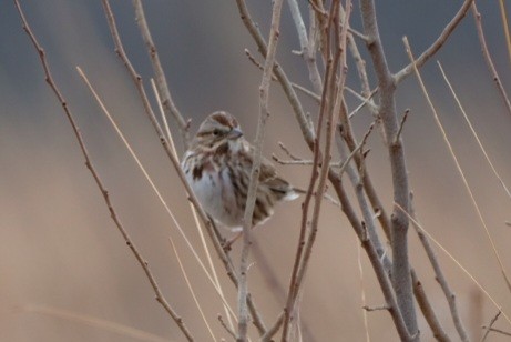 Song Sparrow - ML647569941