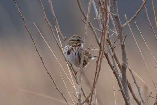 Song Sparrow - ML647569942