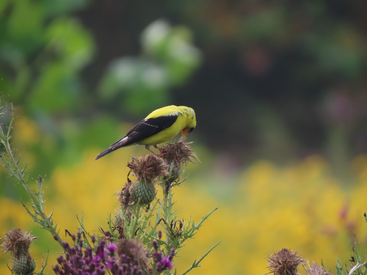 American Goldfinch - ML647569944