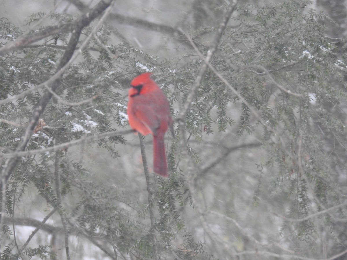 Кардинал червоний - ML647569945