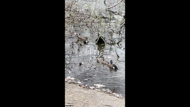 Blue-winged Teal - ML647569956