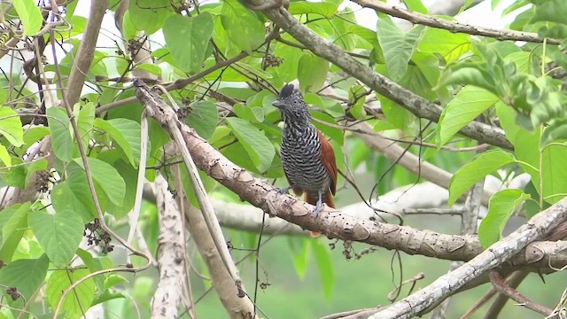 Chestnut-backed Antshrike - ML647569968