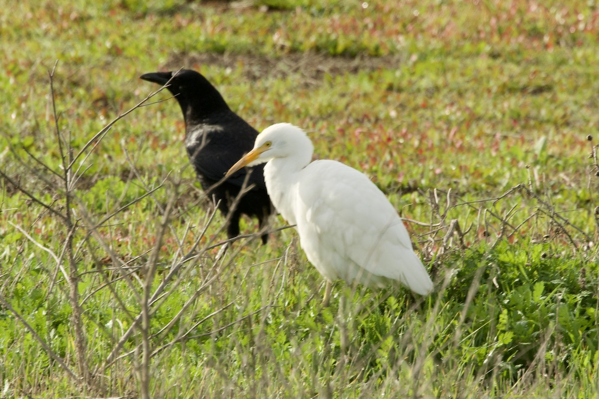 Koartzatxo itzaina - ML647569970