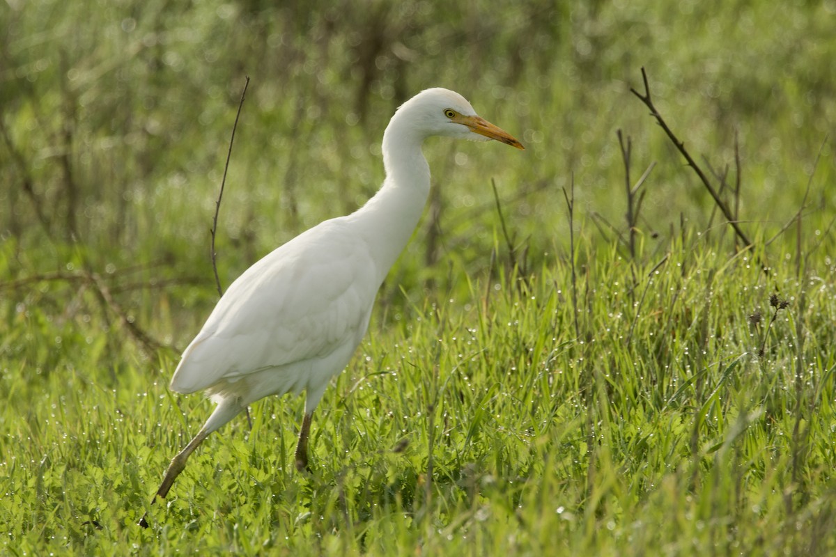 Koartzatxo itzaina - ML647569971