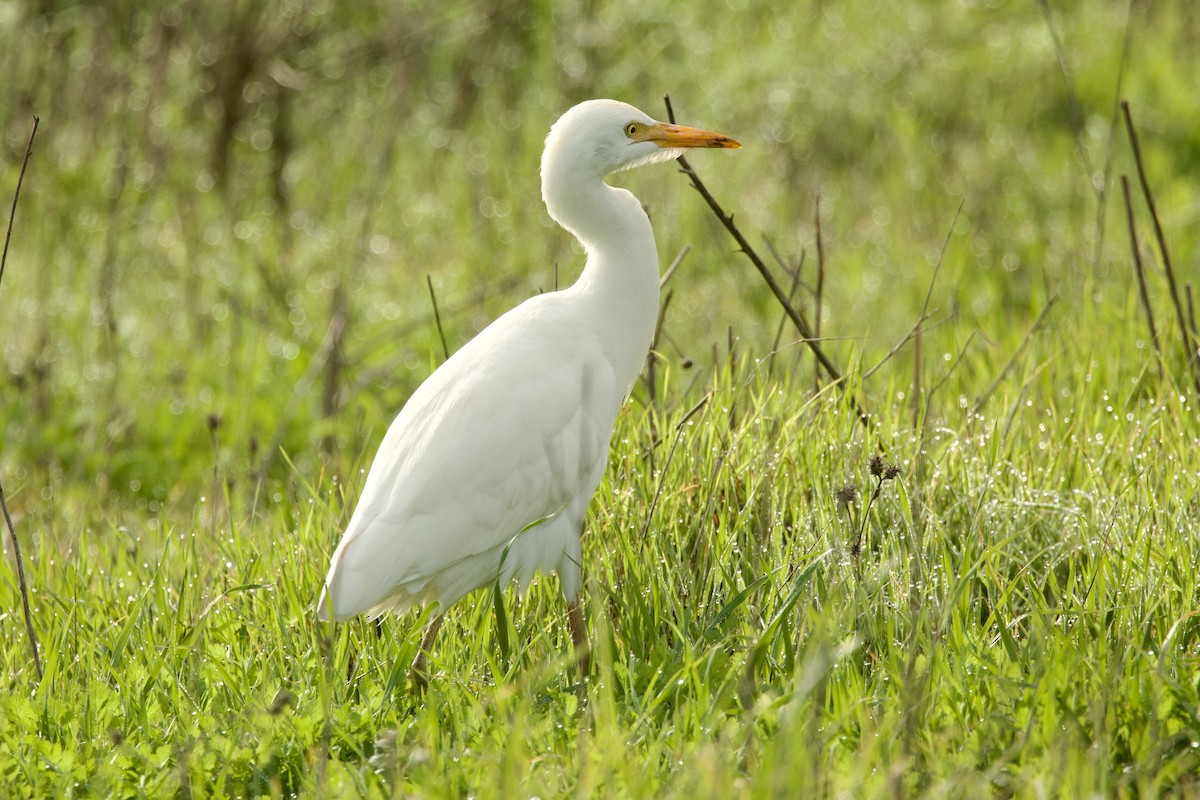 Koartzatxo itzaina - ML647569972