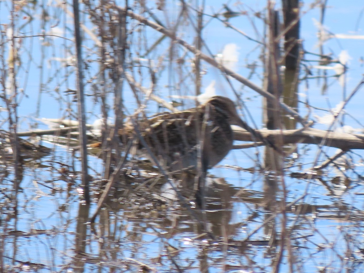 Wilson's Snipe - ML647569977