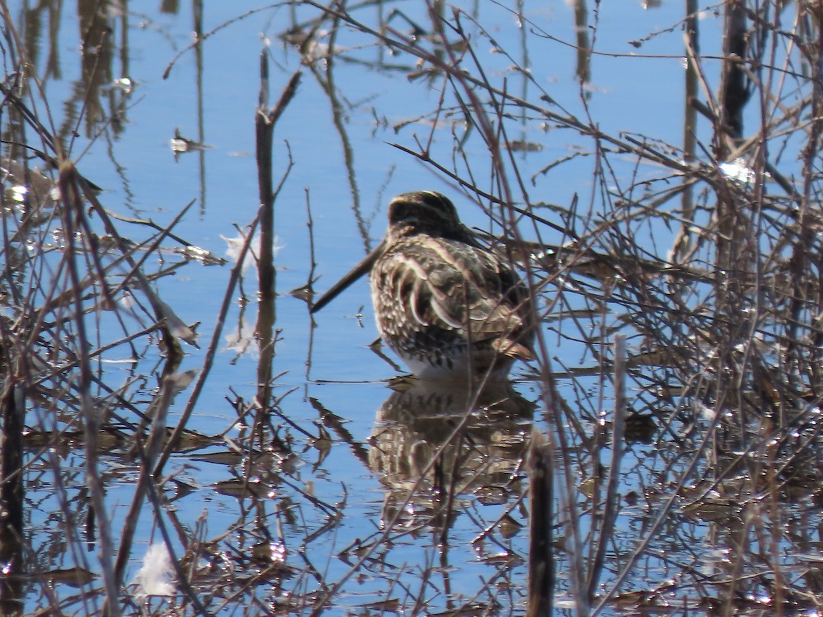 Wilson's Snipe - ML647569978