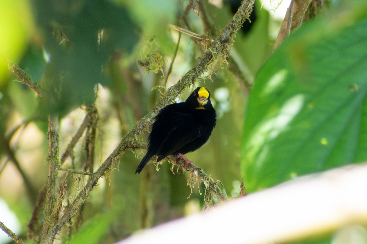 Манакін золотокрилий - ML647569992