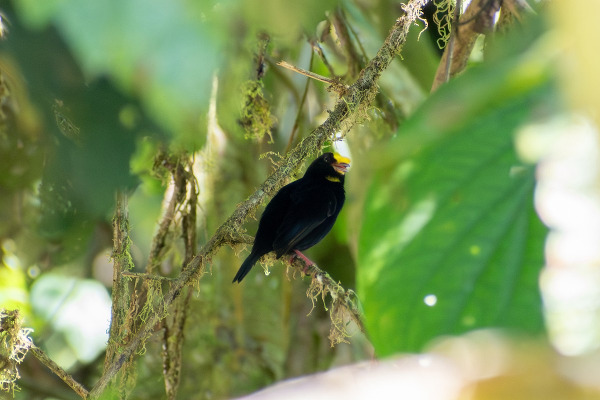 Манакін золотокрилий - ML647569994