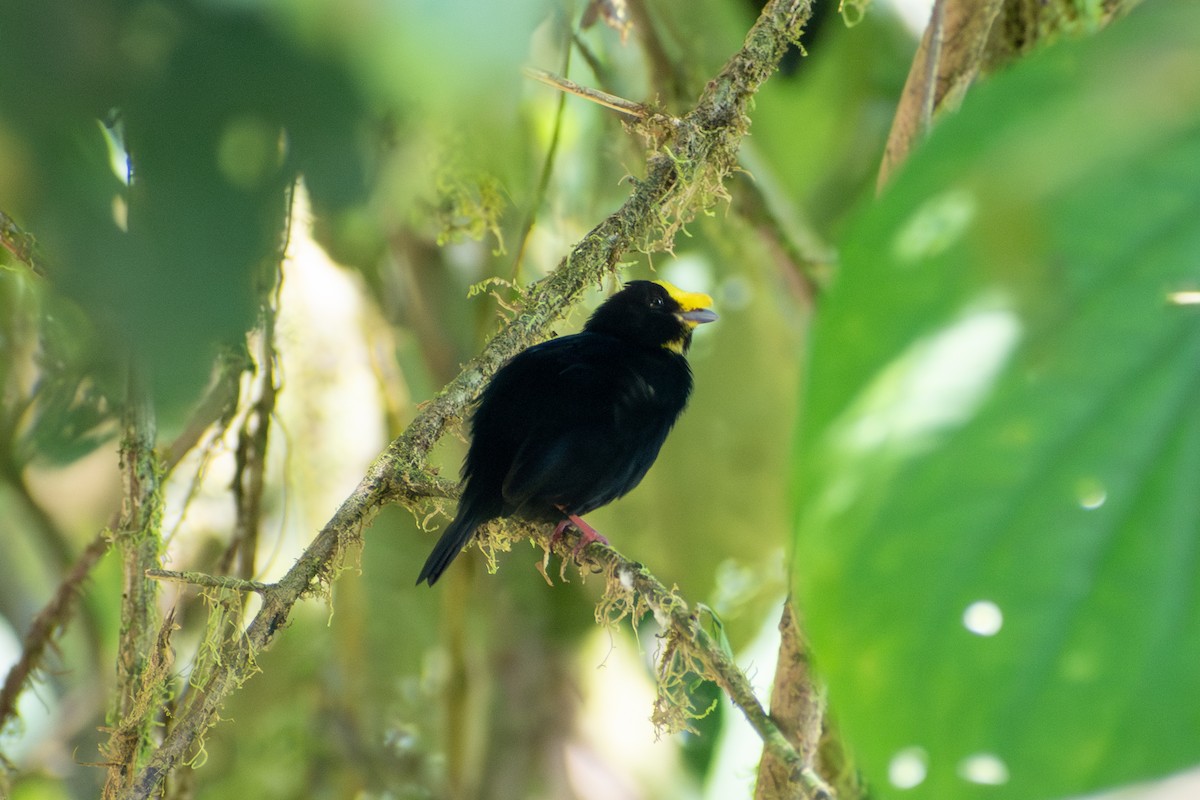 Манакін золотокрилий - ML647569995