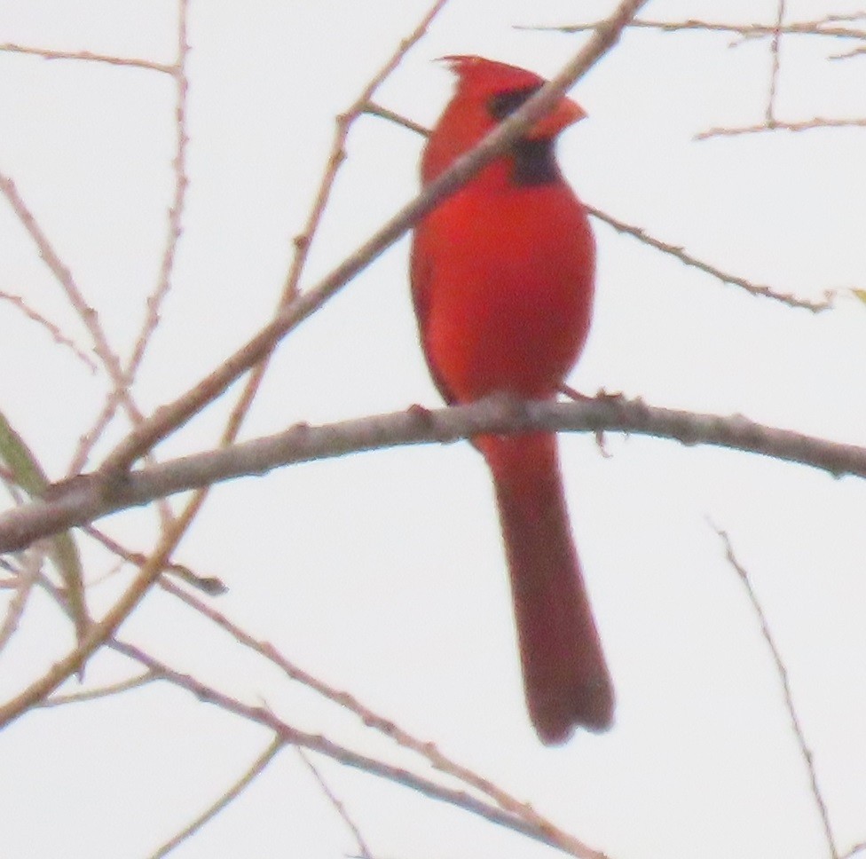 Кардинал червоний - ML647569998