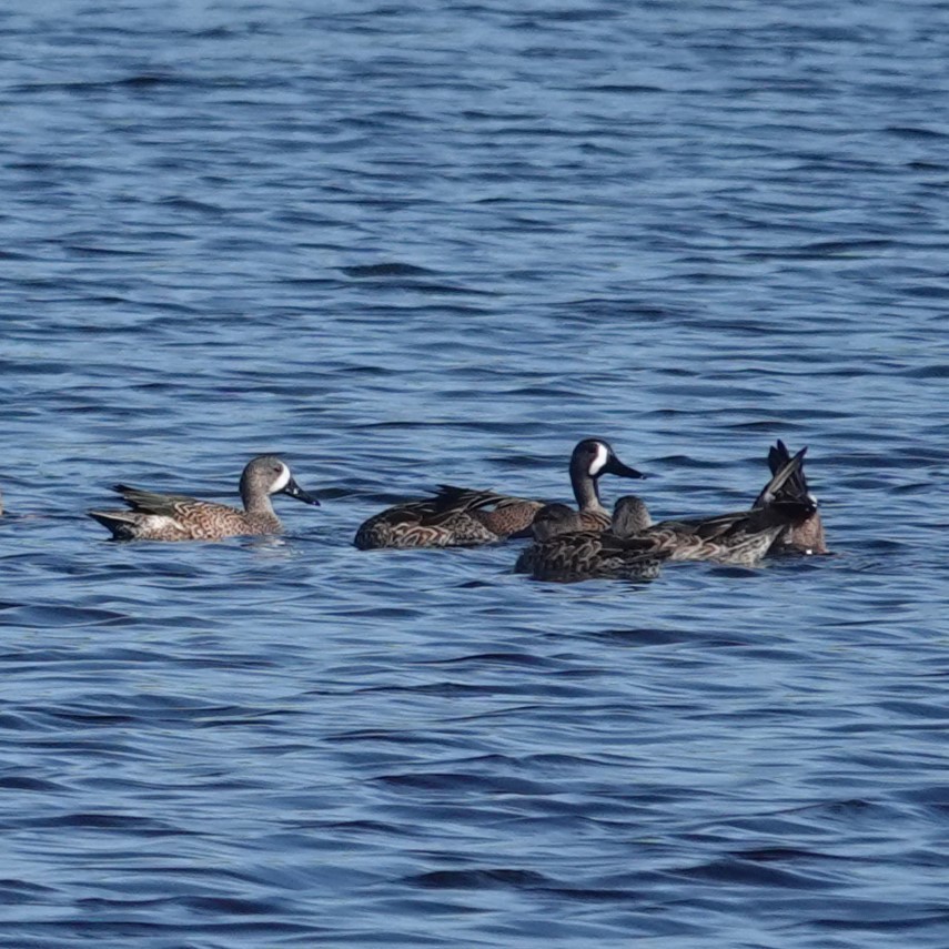 Чирянка блакитнокрила - ML647569999