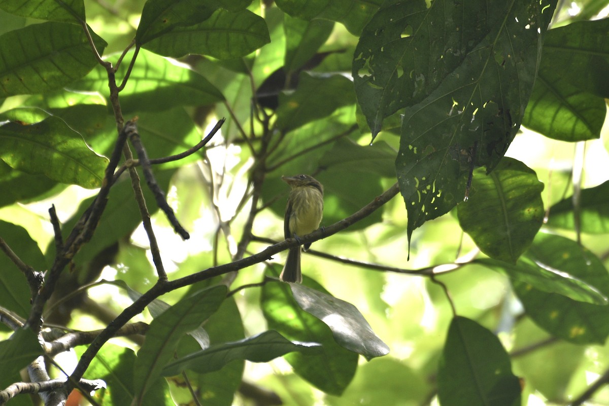 Пласкодзьоб західний - ML647570000