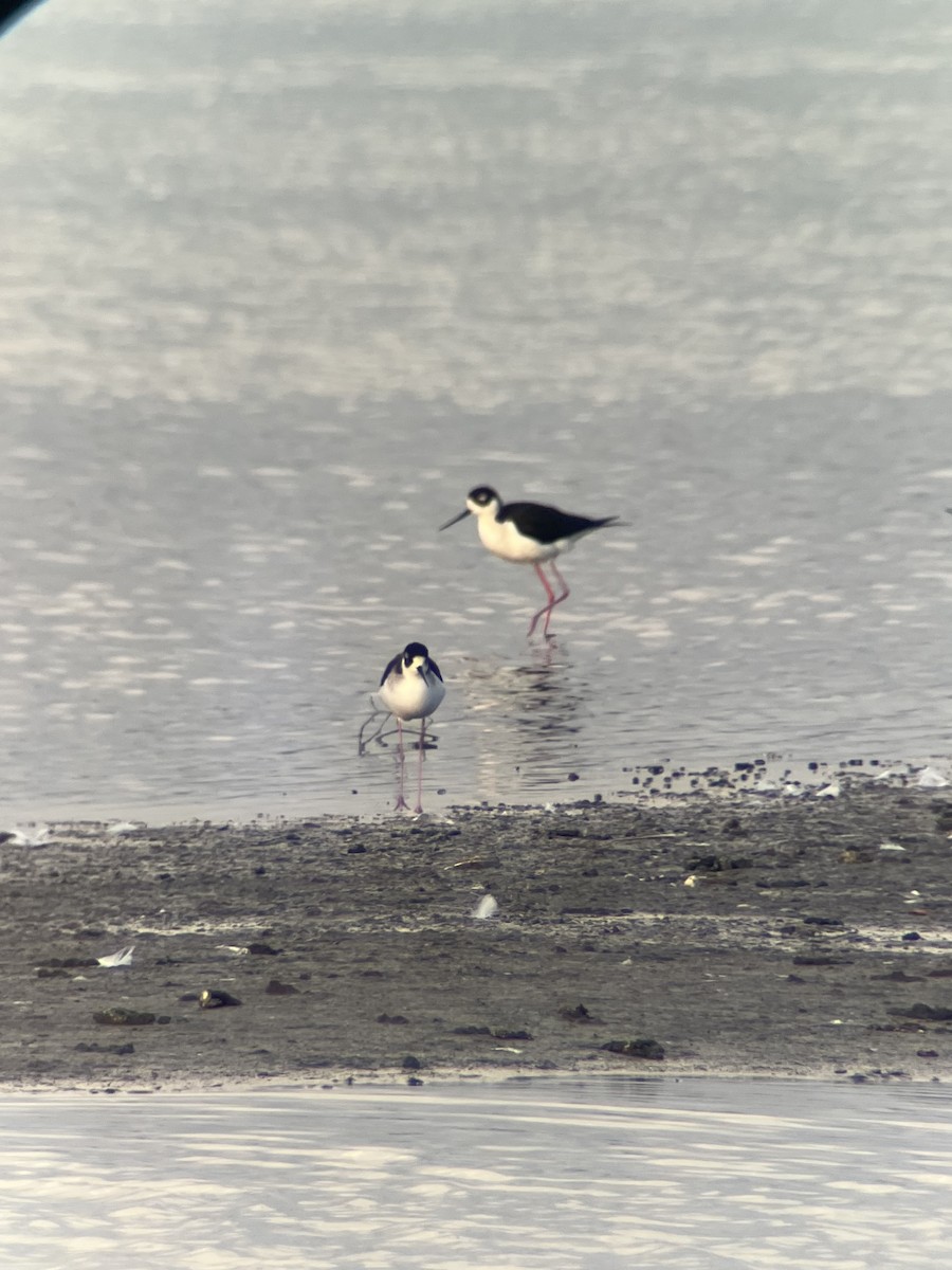 Кулик-довгоніг американський - ML647570002