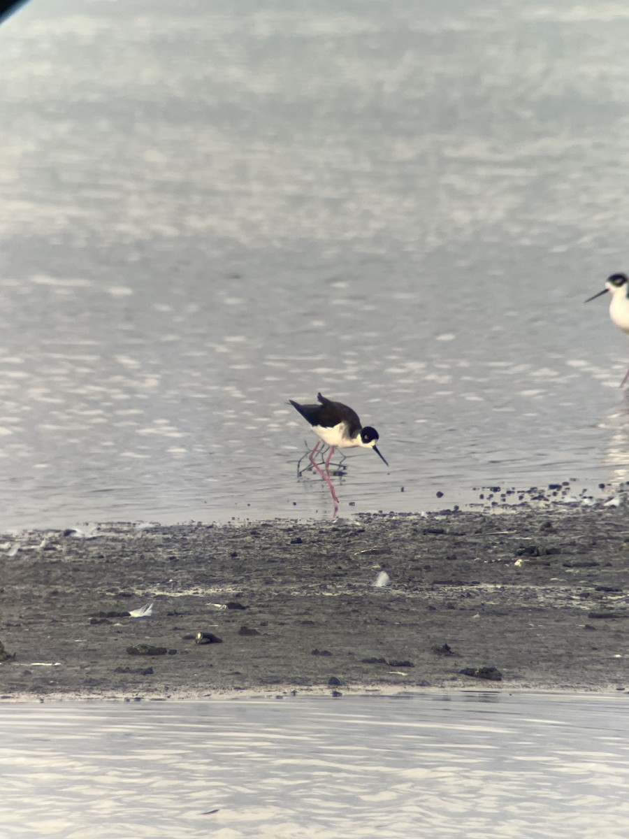 Кулик-довгоніг американський - ML647570003