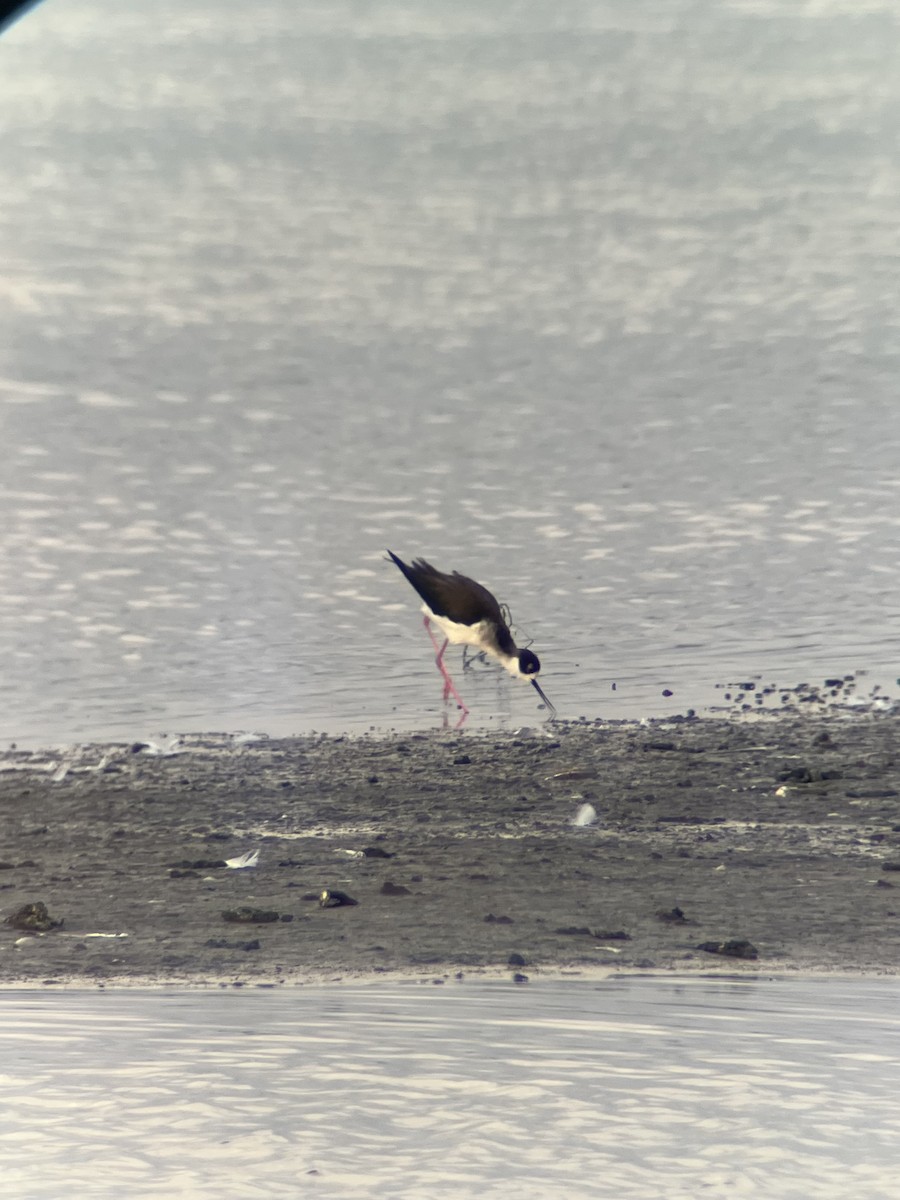 Кулик-довгоніг американський - ML647570004