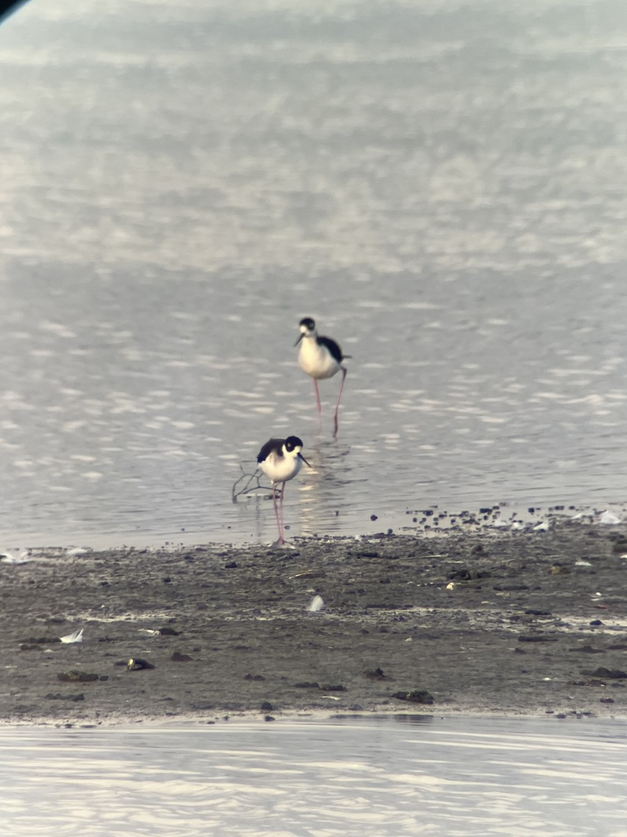 Кулик-довгоніг американський - ML647570005