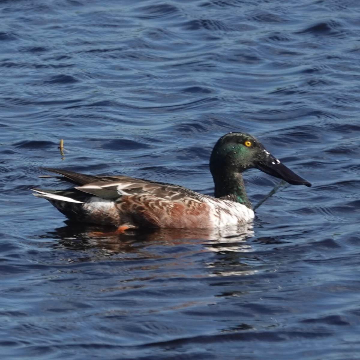 Широконіска північна - ML647570007