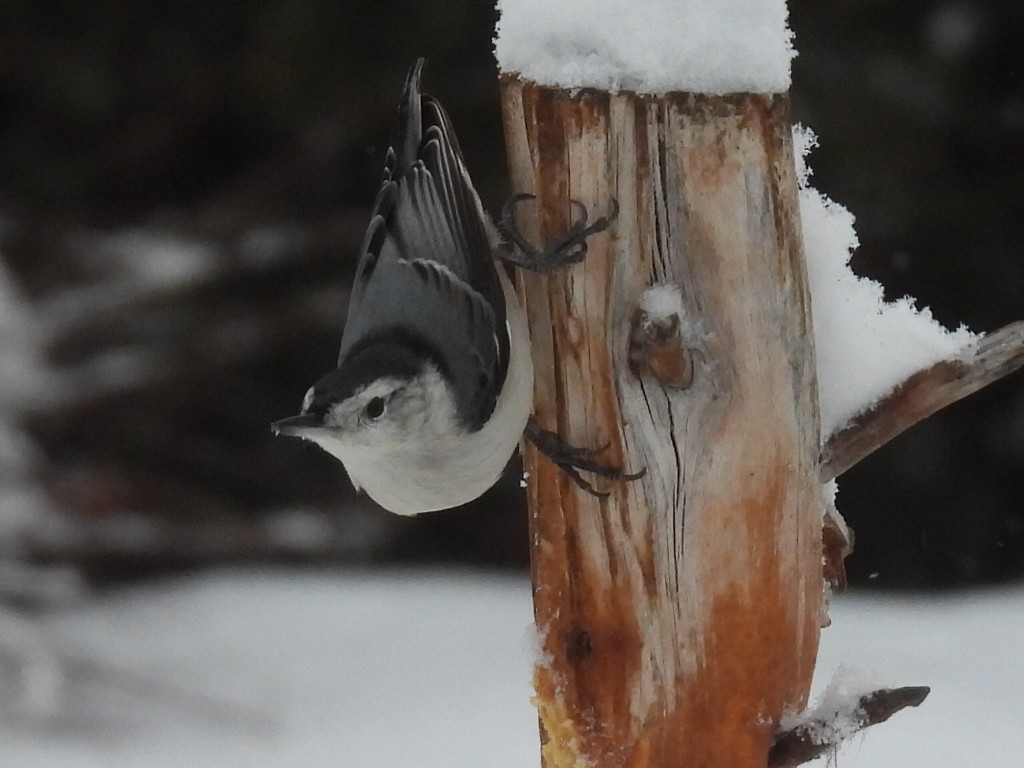 Повзик каролінський - ML647570008