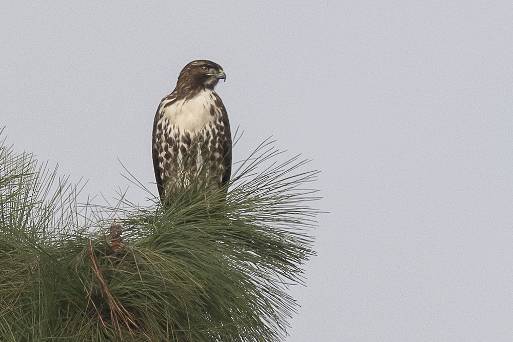 Канюк неоарктичний - ML647570009