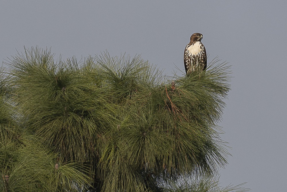 Канюк неоарктичний - ML647570010