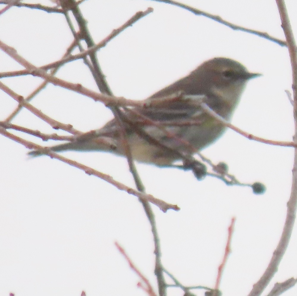 Пісняр-лісовик жовтогузий - ML647570017