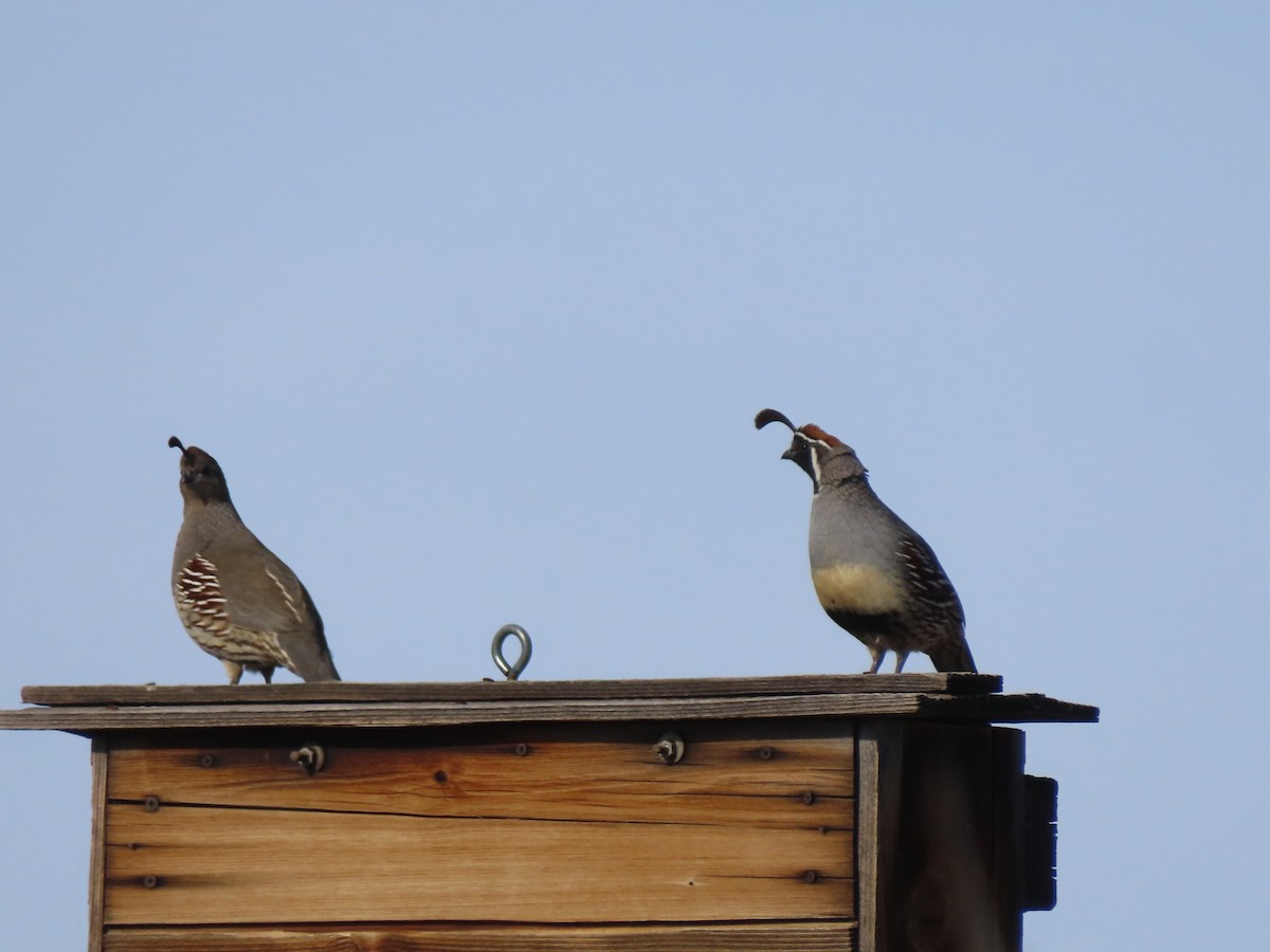 Перепелиця жовтогруда - ML647570018