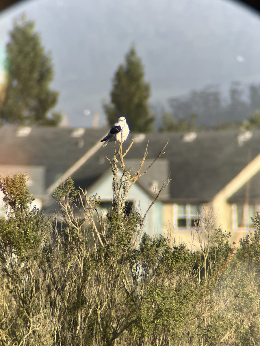 Шуліка білохвостий - ML647570020