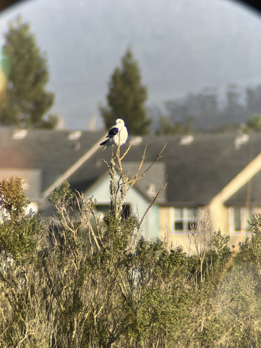 Шуліка білохвостий - ML647570021