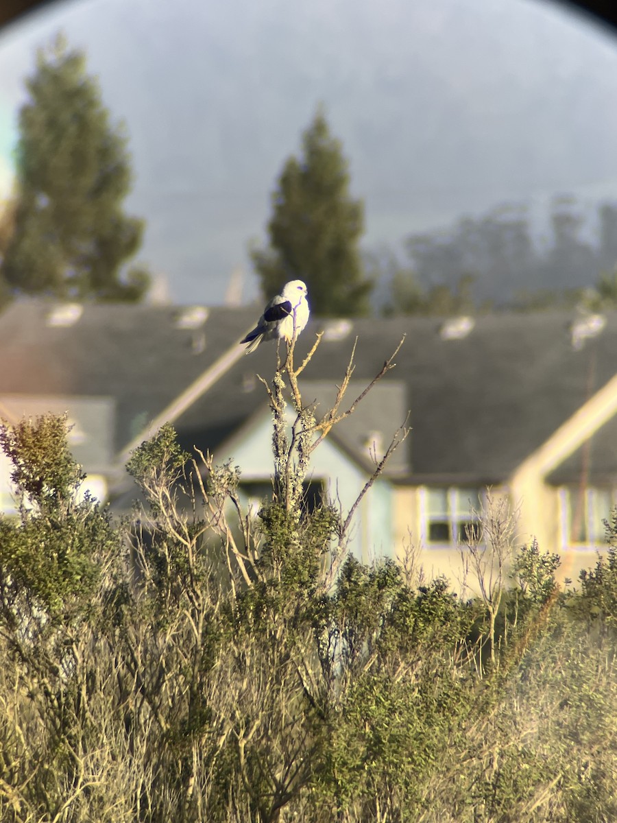 Шуліка білохвостий - ML647570022