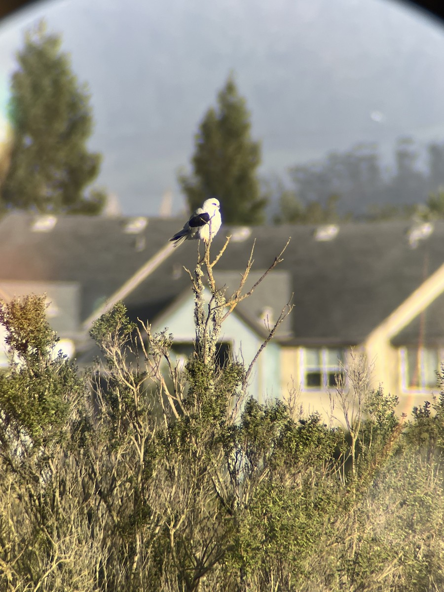 Шуліка білохвостий - ML647570023