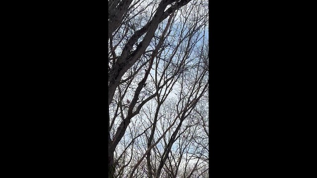 Жовна північна - ML647570029