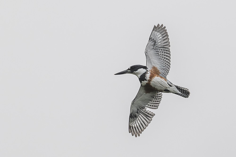 Рибалочка-чубань північний - ML647570032