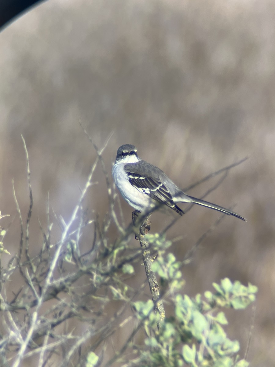 Пересмішник багатоголосий - ML647570035