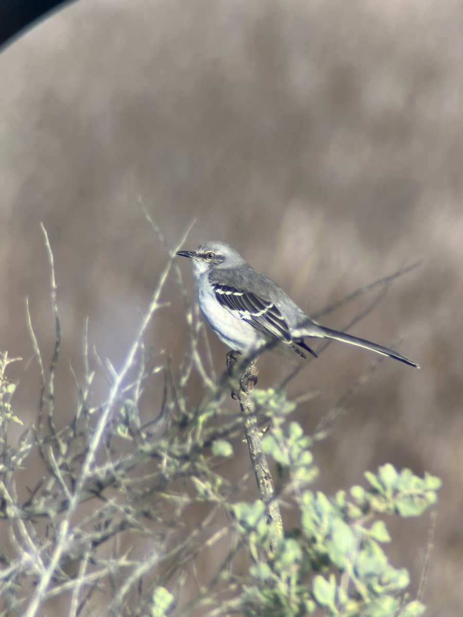 Пересмішник багатоголосий - ML647570037