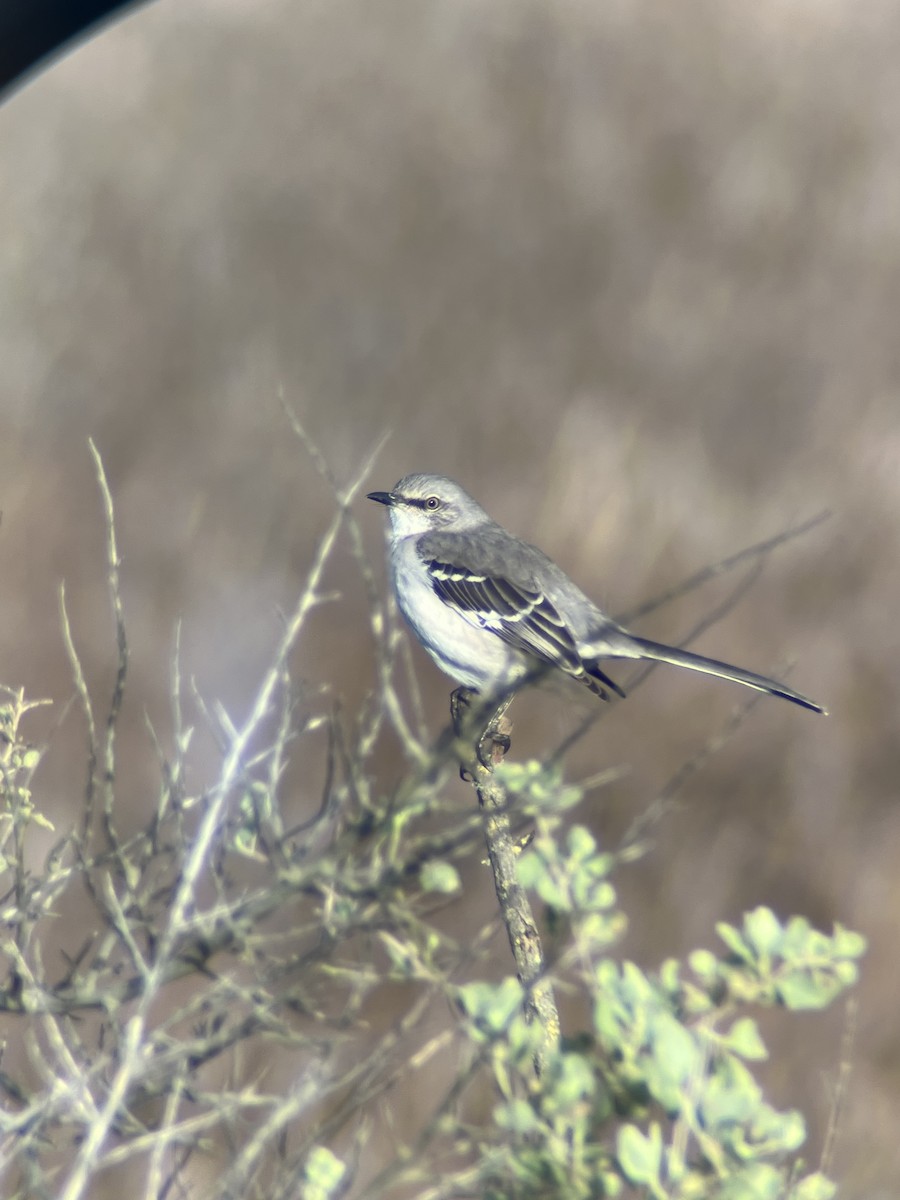 Пересмішник багатоголосий - ML647570038
