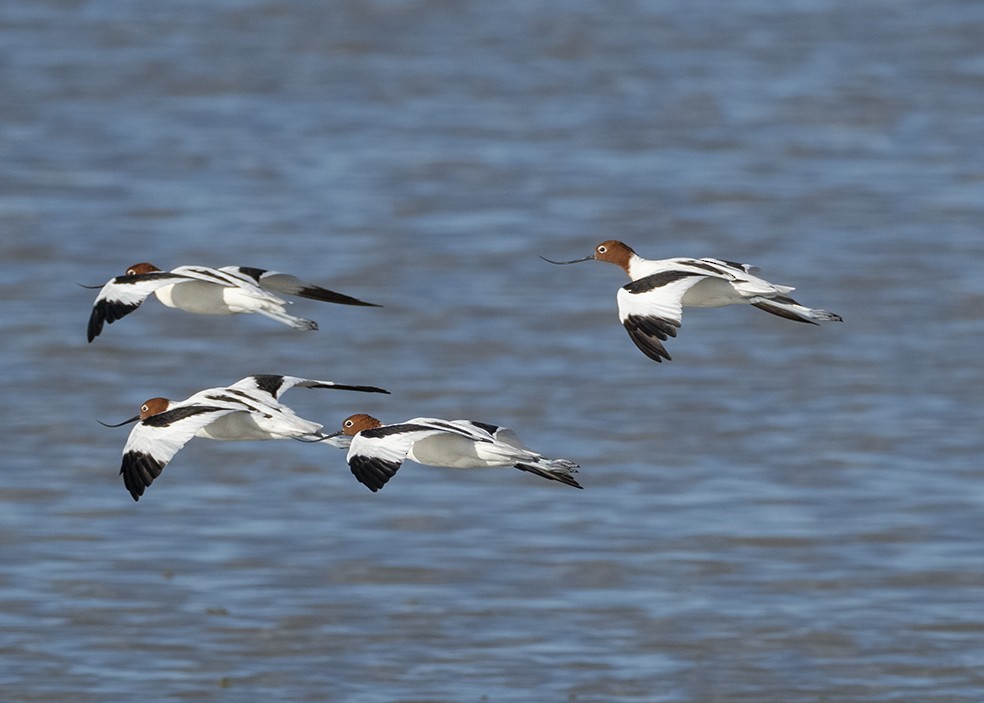 brunhodeavosett - ML647570051