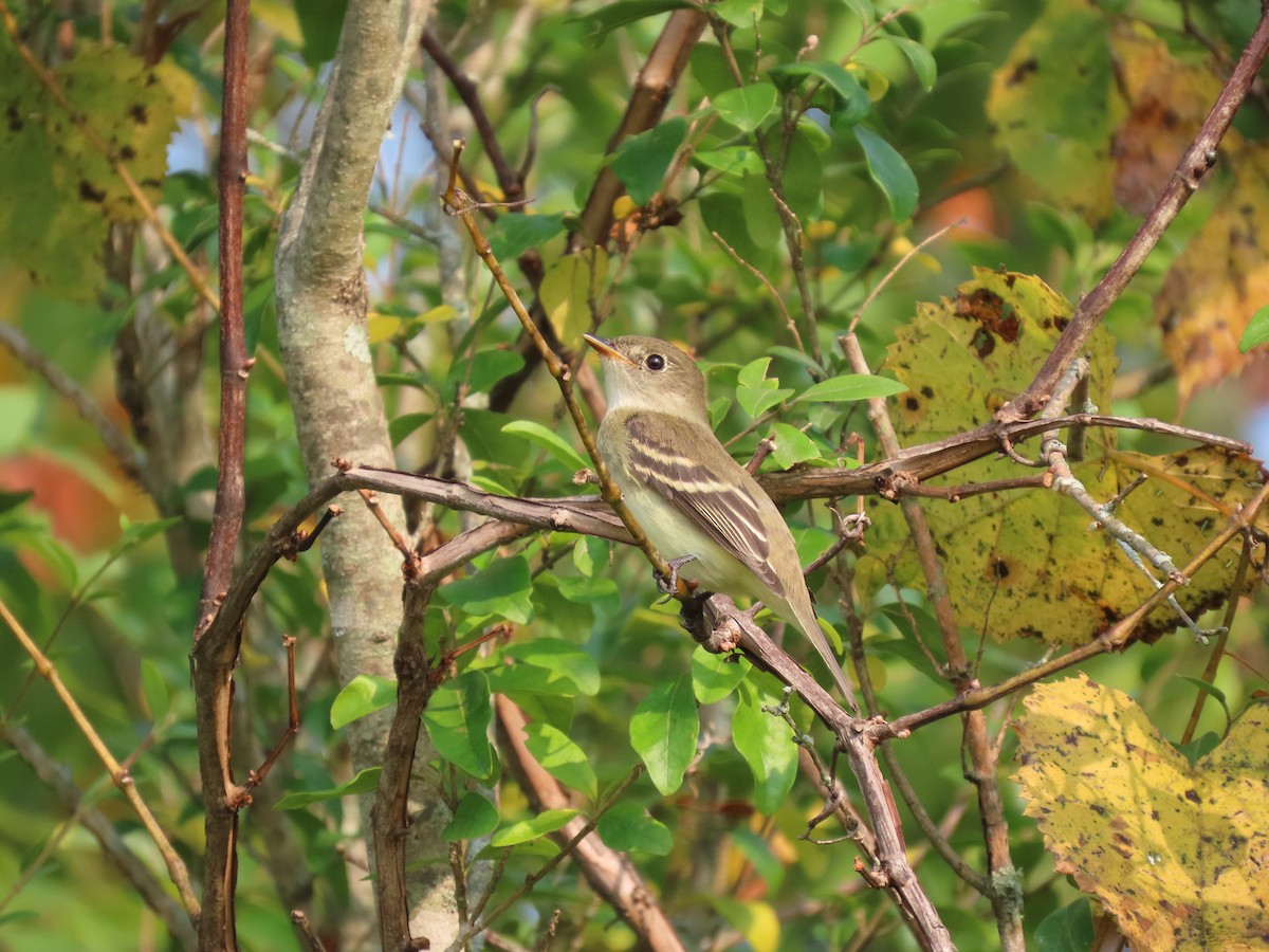 Eastern Wood-Pewee - ML647570052