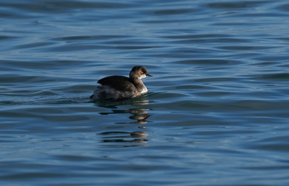 Eared Grebe - ML647570054