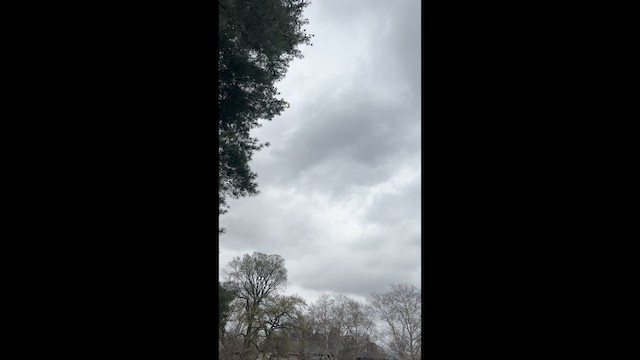 Chimney Swift - ML647570071