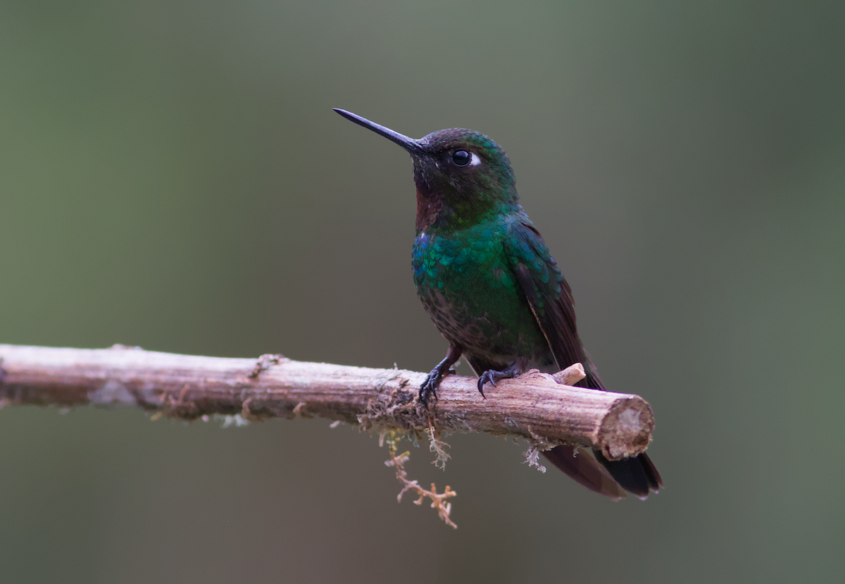 Tourmaline Sunangel - ML647570076