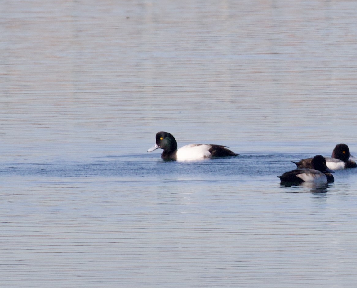 Морская чернеть - ML647570087